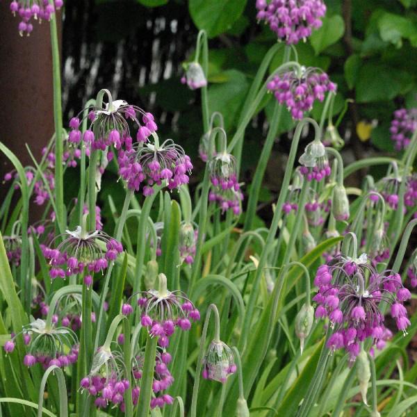 allium cernuum