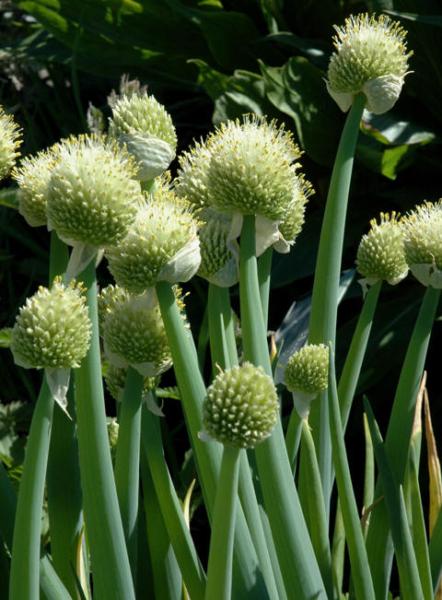 allium fistulosum 