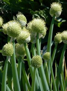 allium fistulosum 