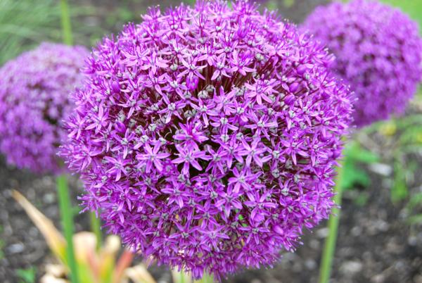 allium giganteum