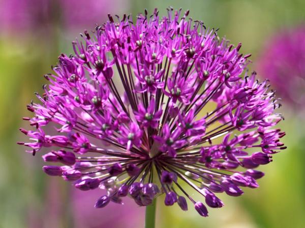 allium gladiator 