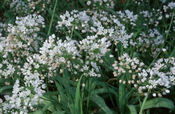 allium neapolitanum