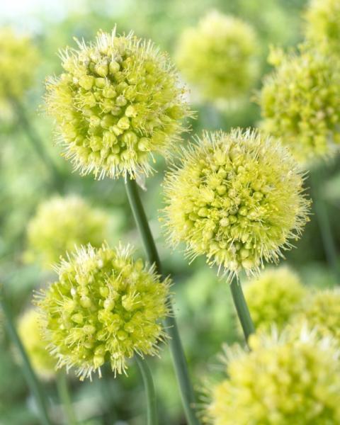 allium obliquum