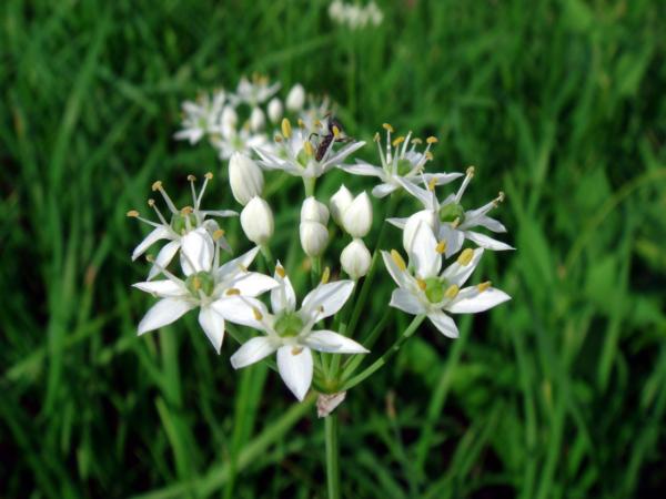 allium odorum (ramosum) 