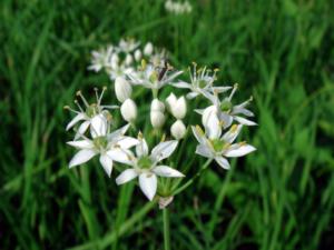 allium odorum %28ramosum%29 