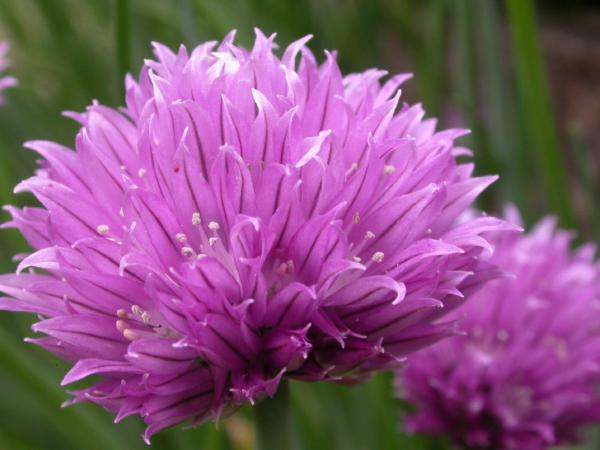 allium schoenoprasum