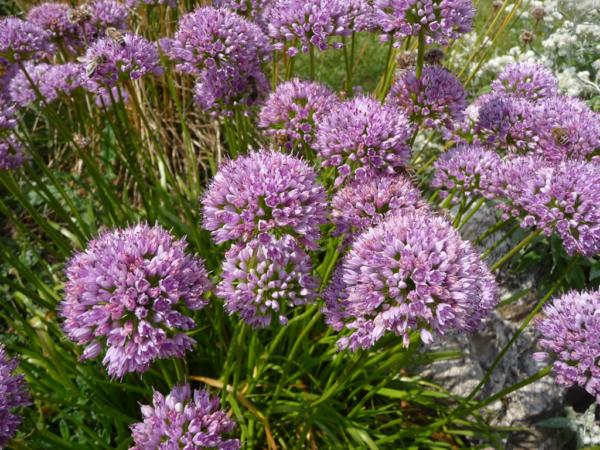 allium senescens montanum