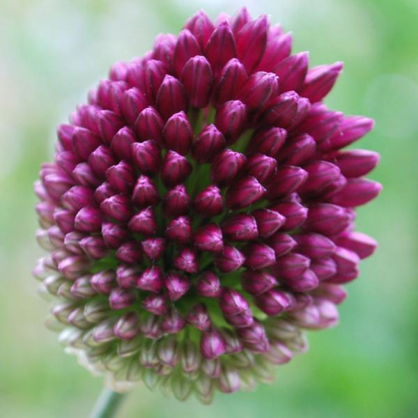 allium sphaerocephalon