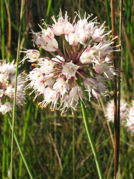 allium suaveolens