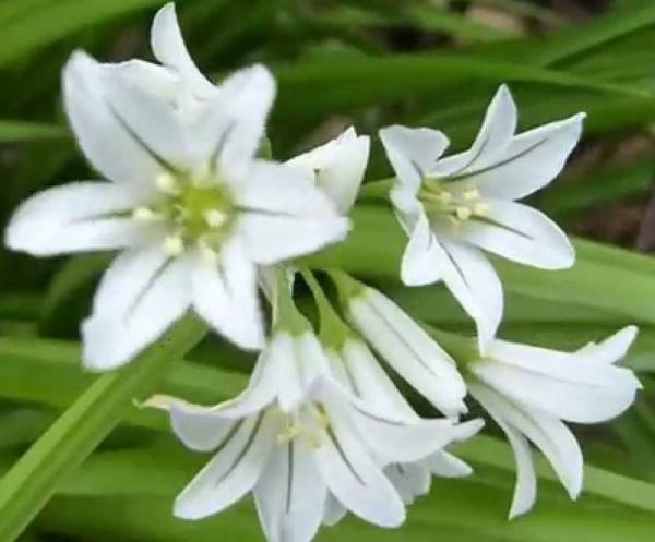 allium triquetrum