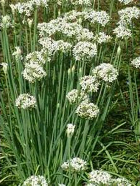 allium tuberosum