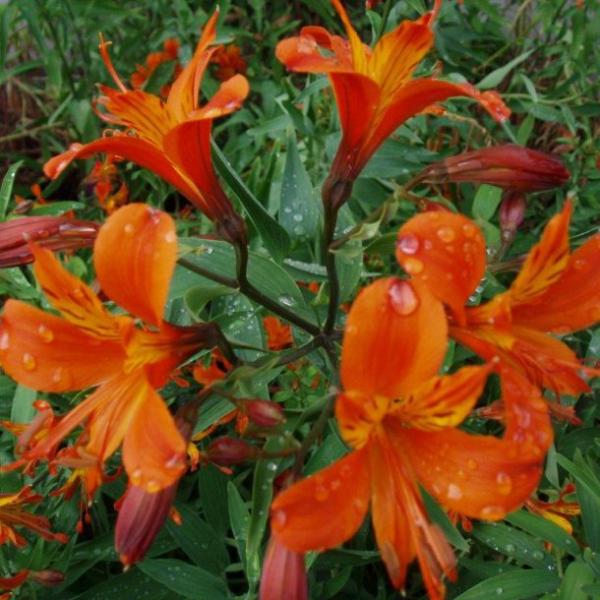 alstromeria aurea orange king