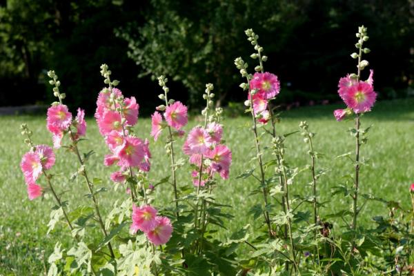 althaea ficifolia las vegas