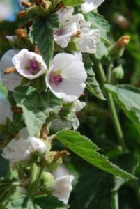 althaea officinalis