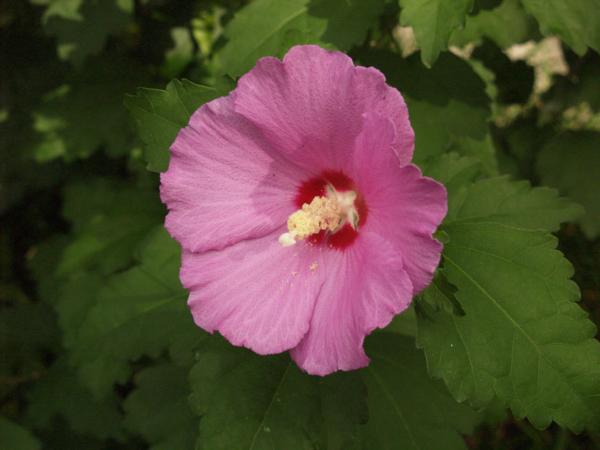 althaea pallida