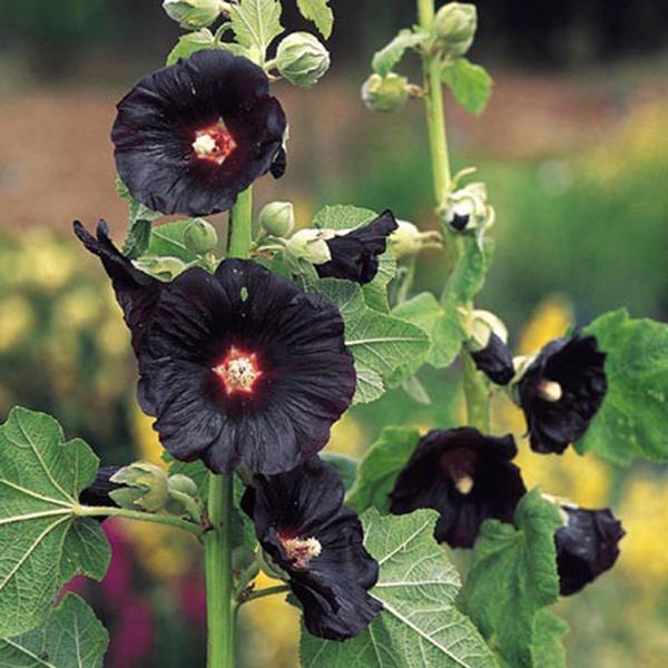 althaea rosea blacknight