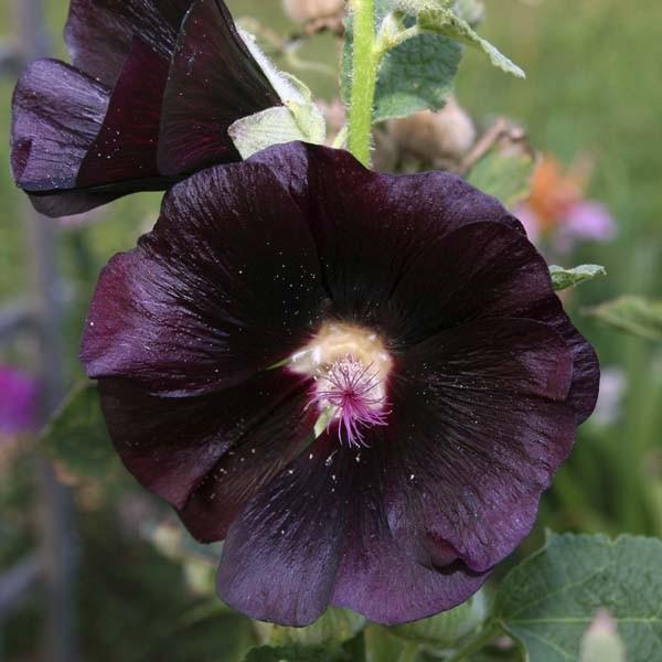 althaea rosea nigra