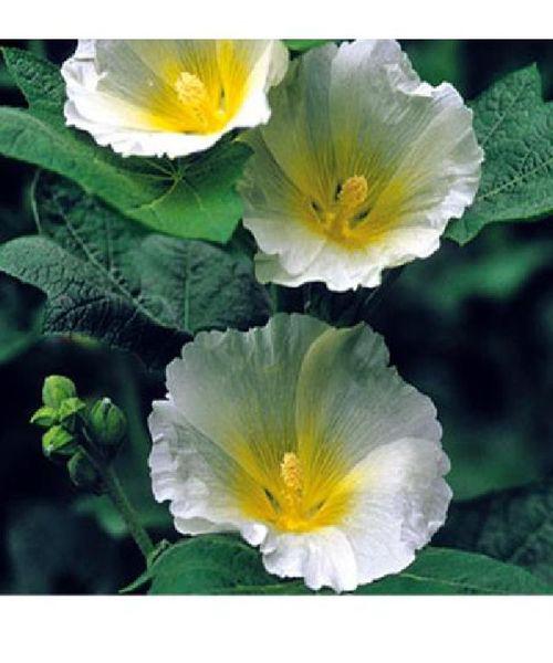 althaea rosea polarstar