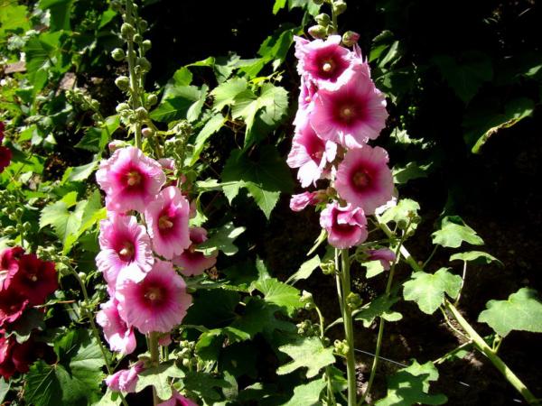 althaea rosea