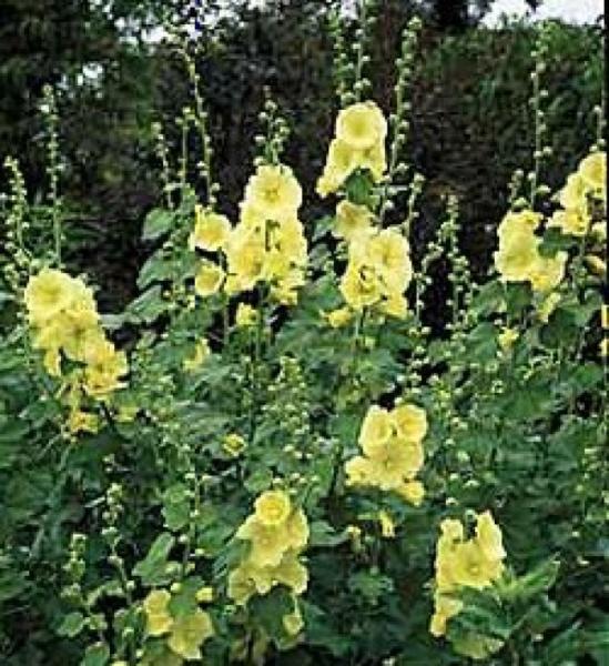 althaea rosea sunshine