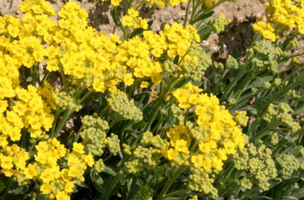 alyssum montanum