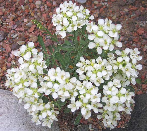 alyssum pyrenaicum (ptilotricum)