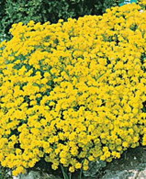 alyssum saxatile compactum