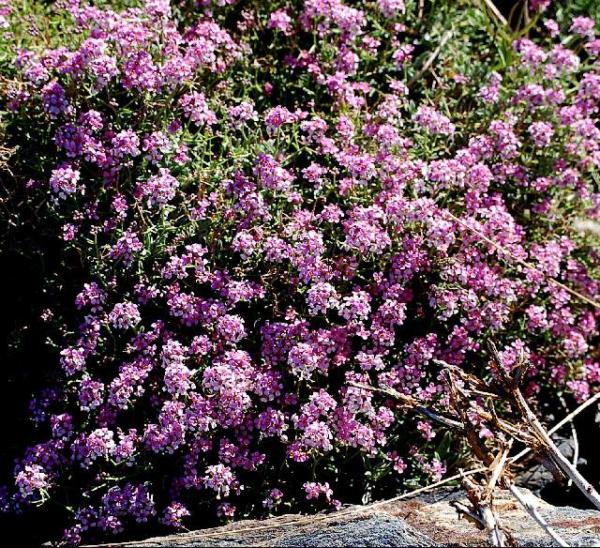 alyssum spinosum (ptilotrichum) 