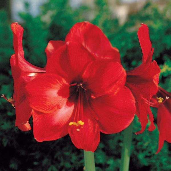 amaryllis red lion 