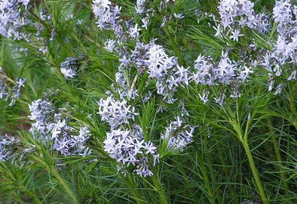 amsonia hubrichtii