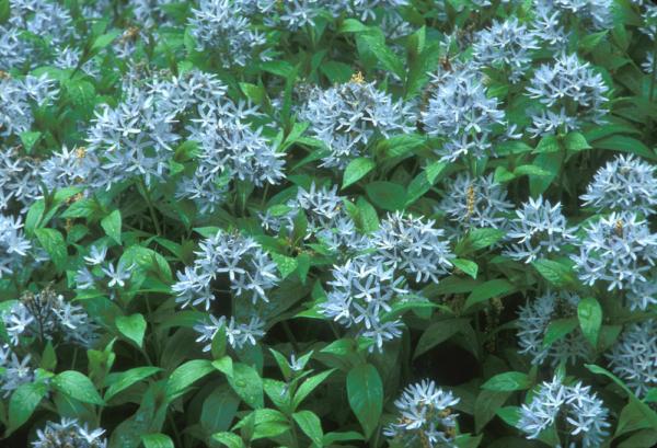 amsonia tabernaemontana