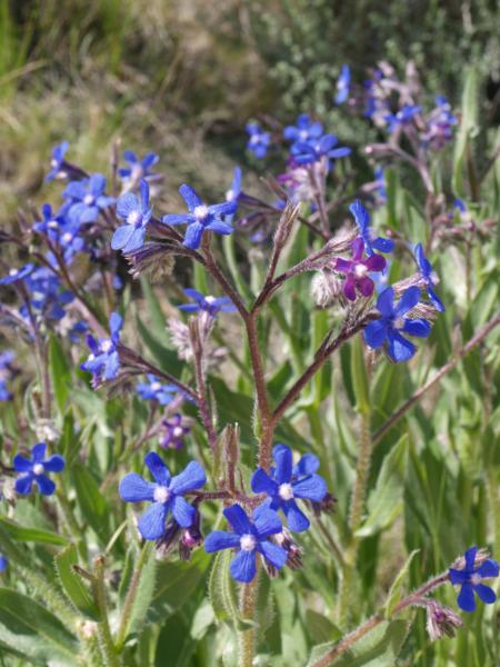 anchusa azurea (anchusa italica)