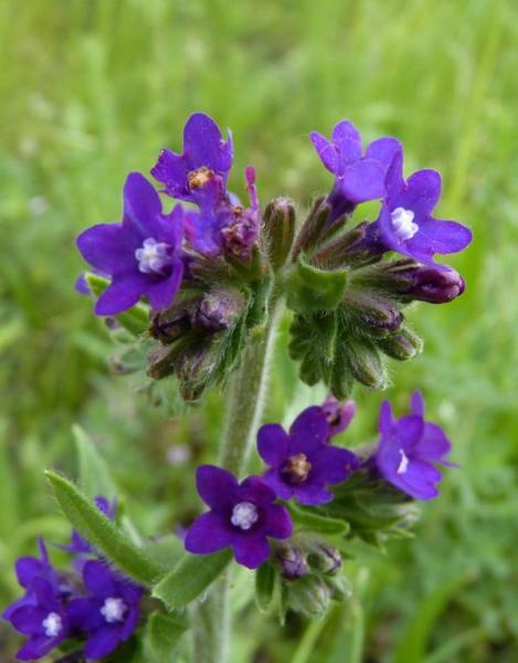 anchusa officinalis 