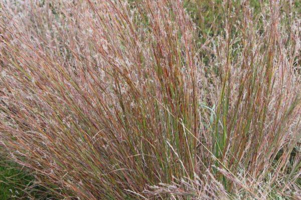 andropogon scoparius 