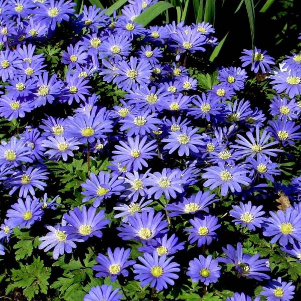 anemone blanda blue shades 