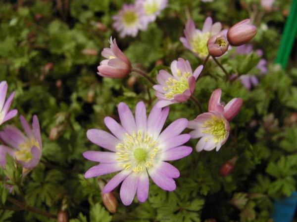 anemone blanda charmer 