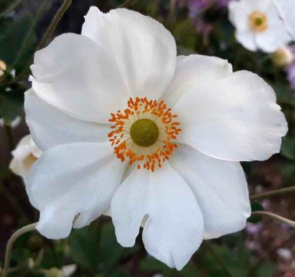 anemone coupe d'argent