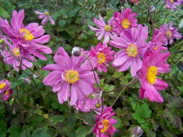 anemone hupehens. prinz heinrich