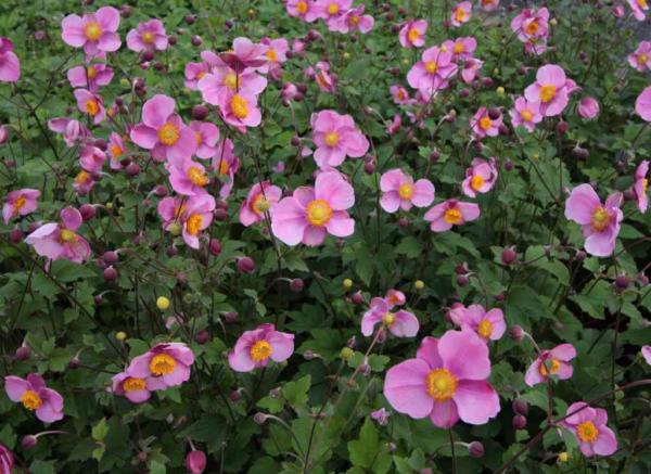 anemone hupehensis praecox