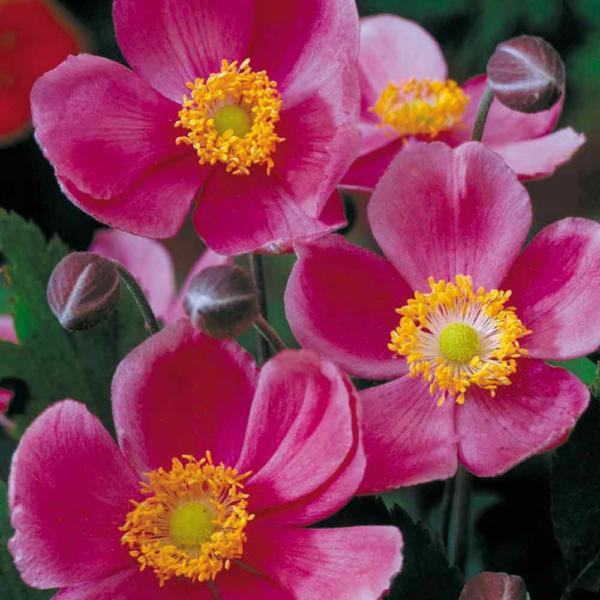 anemone hupehen. september charm