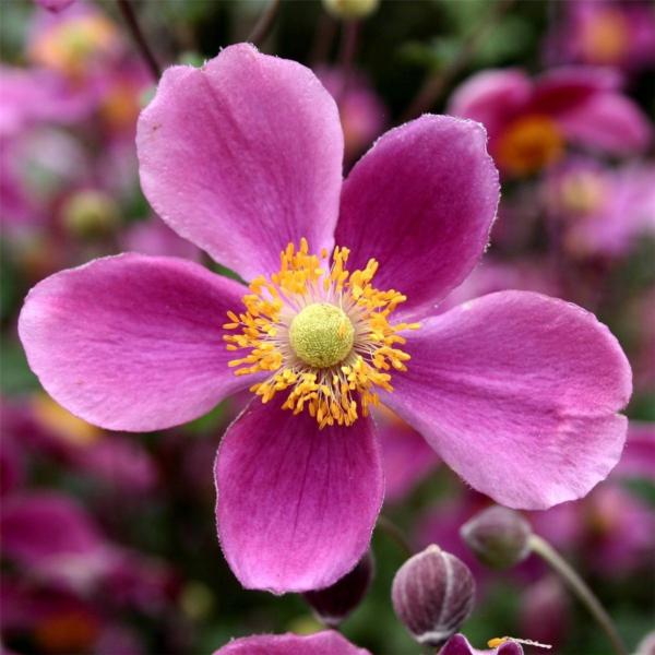 anemone hupehensis splendens