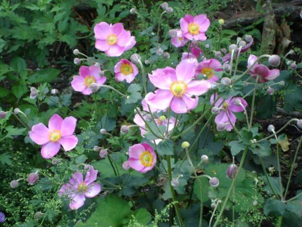 anemone japonica