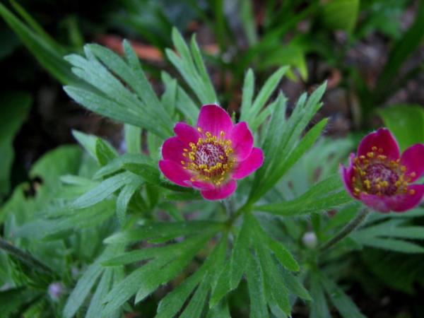anemone multifida rubra