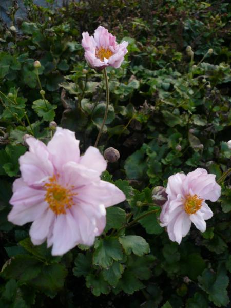 anemone queen charlotte