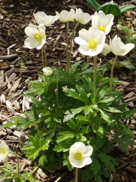 anemone sylvestris