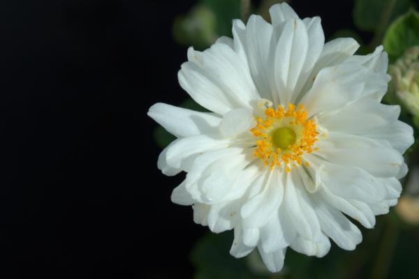 anemone whirlwind