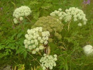 angelica archangelica