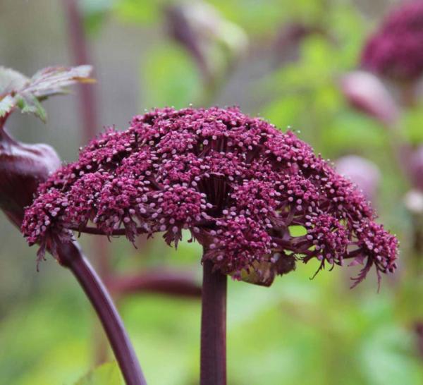 angelica gigas
