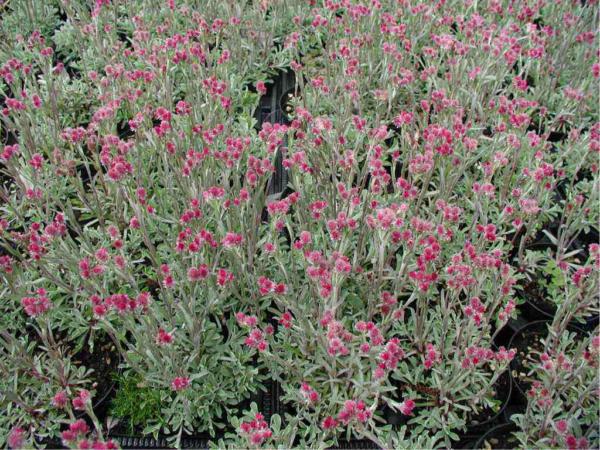 antennaria dioica rubra