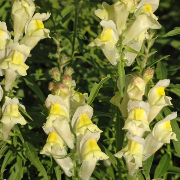 antirrhinum braun-blanquettii